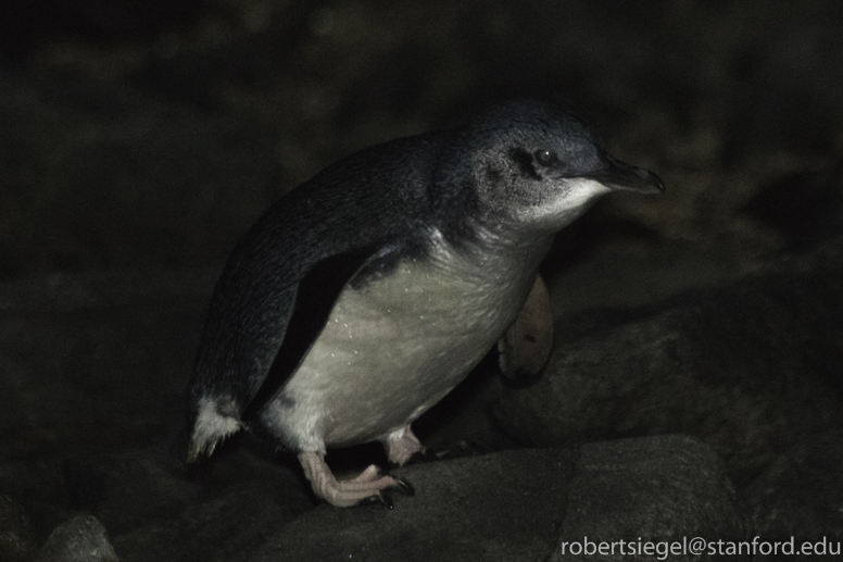 penguin